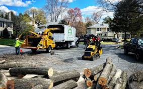 Trusted Derma, MS Tree Services Experts